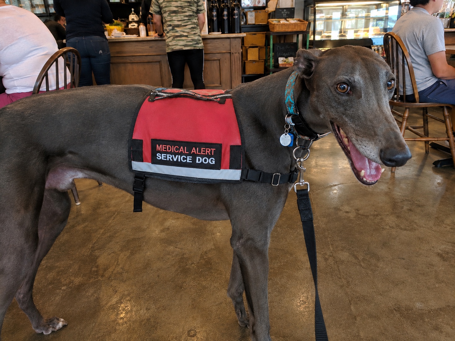 Greyhound medical alert service dog in a cafe
